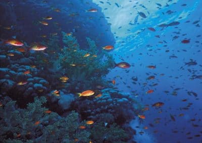 Nos premières plongées en aquarium