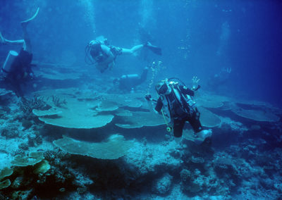 Le Vertige Diving Team et les tables de corail