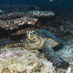 tortue à la pause