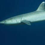 requin pointe blanche