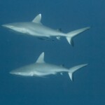 requins gris