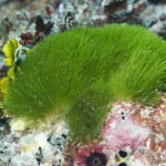 corail... gazon?