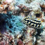 nudibranches à la course