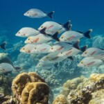 quand tu vois ces lutjans-là, les mantas ne sont pas loin!