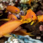 anthias
