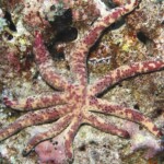 étoile mutante à 9 branches...Tchernobyl ou Fukushima?