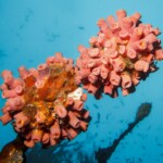 corail... boules de Noël?