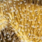 corail... flocon de neige?