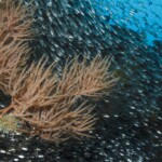 banc de glassfish planqué derrière un buisson de corail noir