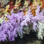 corail mou... mais mauve