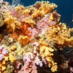 corail mou