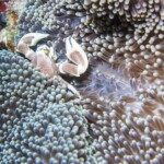 crabe porcelaine