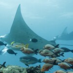 raies manta et lutjans... que quand tu les vois, les mantas sont proches!