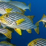 sweetlips