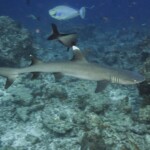 requin pointe blanche