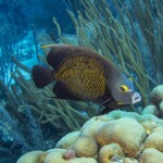 poisson-ange français