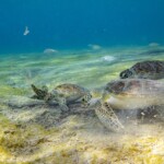 tortues au pique-nique
