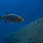 tarpon sur l'épave du Hilma Hooker