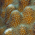 détail de corail