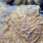 structure de corail