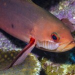 poisson promenant son anilocre bien malgré lui