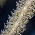 polypes de gorgone