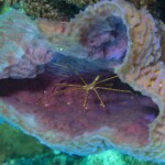 crabe araignée