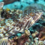 poisson lézard