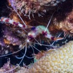 crevette nettoyeuse