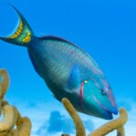 poisson perroquet