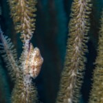 flamingo tongue dévorant sa gorgone