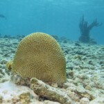 corail cerveau