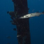 barracuda!