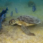 15 minutes à observer les tortues en fin de la dernière plongée!
