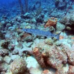 DCIM100GOPROGOPR0634.JPG