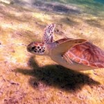 DCIM100GOPROGOPR0667.JPG