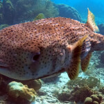 DCIM100GOPROGOPR0941.JPG