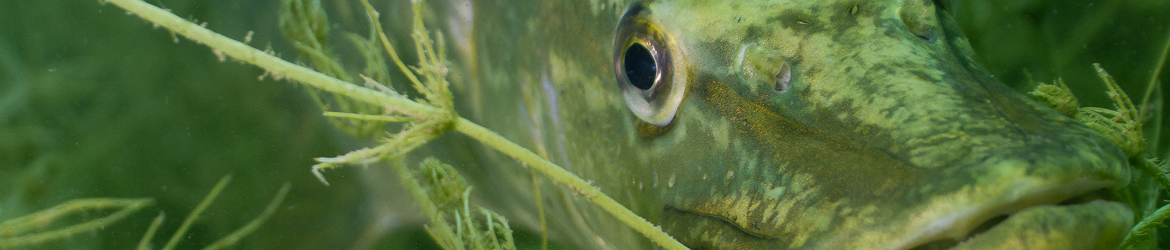 brochet