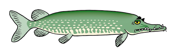 dessin de brochet